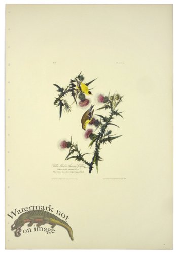 American Goldfinch L.E.