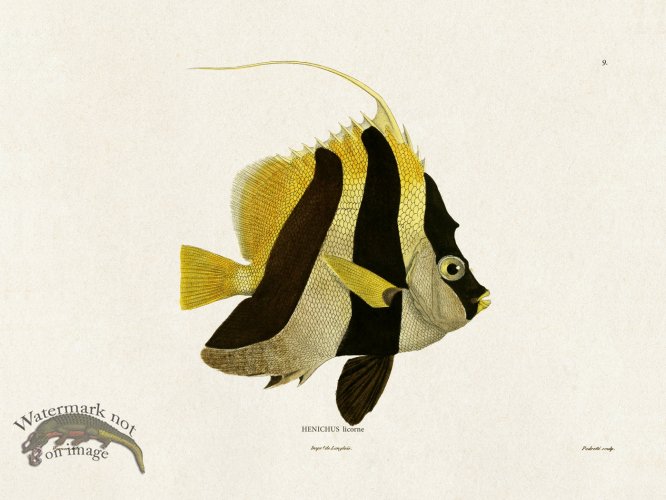(image for) Werner Fish 009