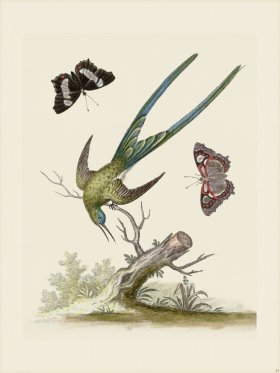 Edwards 033 Long tail'd Green