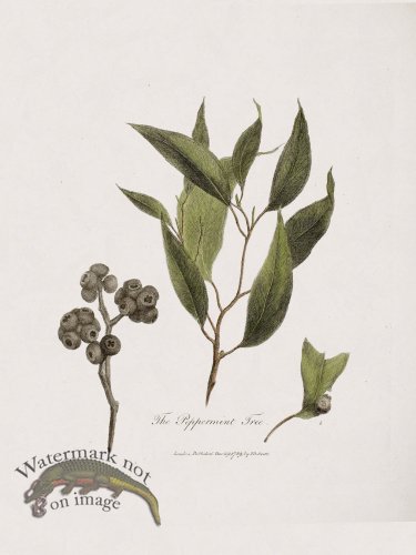 (image for) 23 New Holland Caffowary