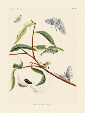 Wilkes Butterflies 034