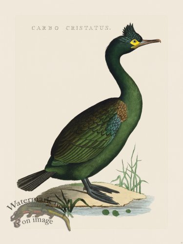 (image for) Nozeman Bird 033