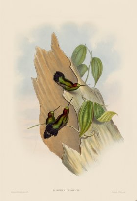 Gould Hummingbird 088