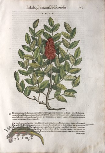 (image for) WB Botanicals 39