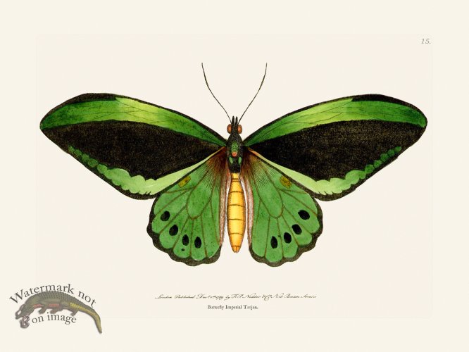 (image for) 015 Imperial Trojan