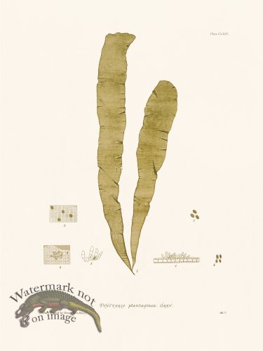 (image for) Bradbury Seaweed 164