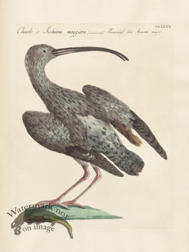 (image for) Manetti 440