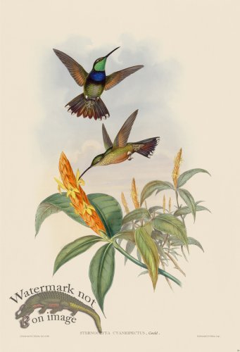 (image for) Gould Hummingbird 058