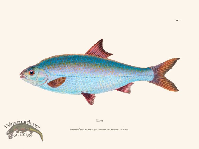 (image for) 112 Roach