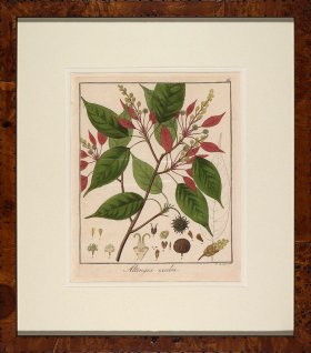 Hayne's Botanical in Burl 10