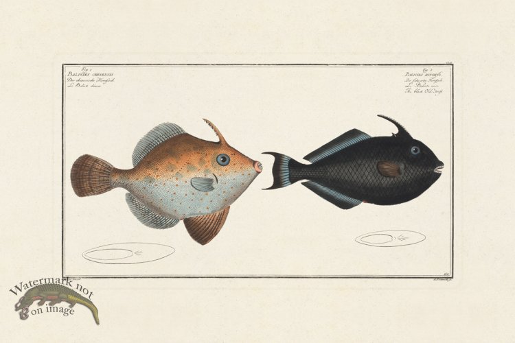 (image for) BLOCH FISH 152