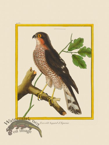 (image for) Martinet Bird 467