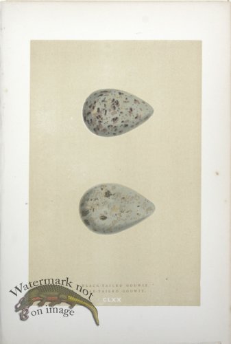 (image for) Morris_Eggs_15