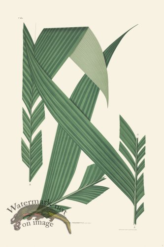 (image for) Rodrigues Palm Front 003
