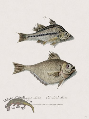 (image for) 53 New Holland Caffowary