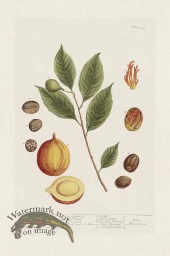 (image for) BEE 353 The Nutmeg