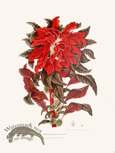 (image for) Horticulture of Java 12