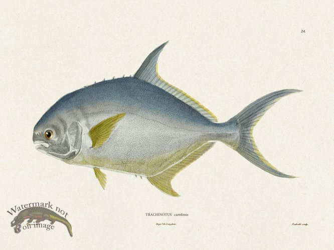 (image for) Werner Fish 024