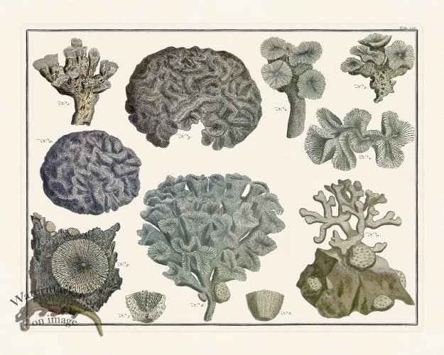 (image for) Seba B2 109 Coral