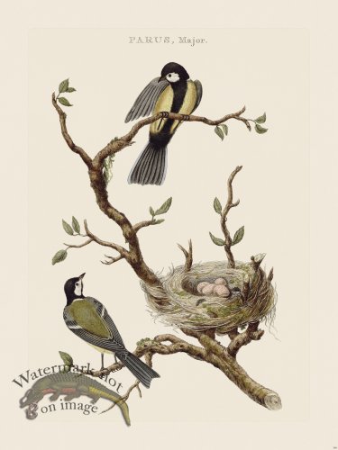 (image for) Nozeman Bird 180