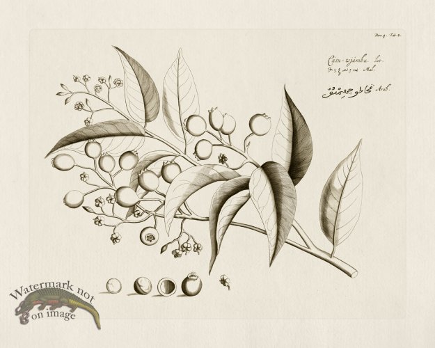 (image for) HORTUS VOL 04 08