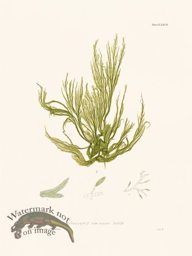 (image for) Bradbury Seaweed 177