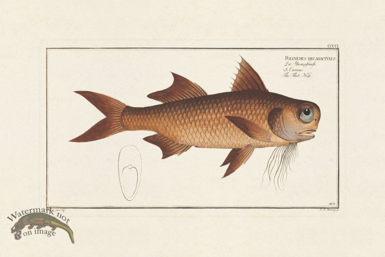 (image for) BLOCH FISH 401