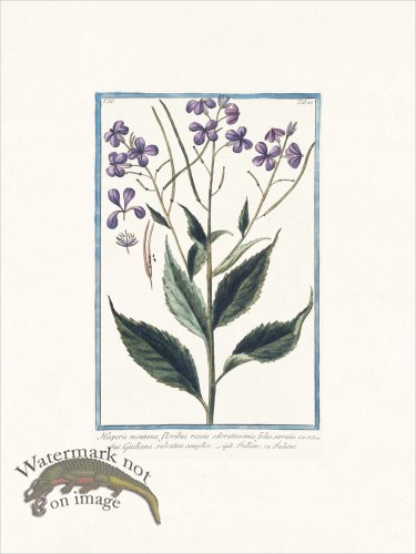 (image for) Bonelli 327 Sweet Rocket