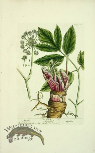 (image for) Blackwell E 09