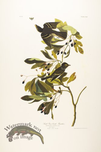 (image for) Small Green Crested Flycatcher