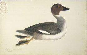 (image for) 232 Swedish Birds . Anas Glaucion.Common Goldeneye, Male