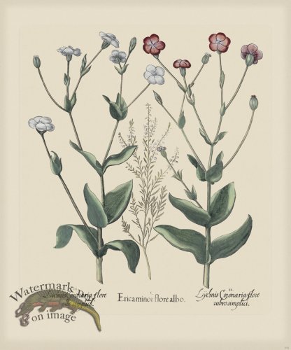 (image for) Besler 252 Colored B2