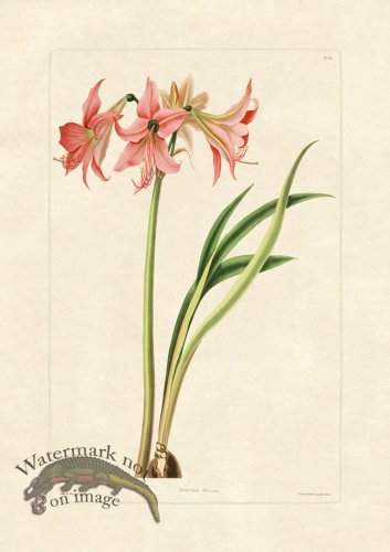 (image for) Edward bury 33