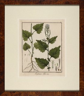 Hayne's Botanical in Burl 02