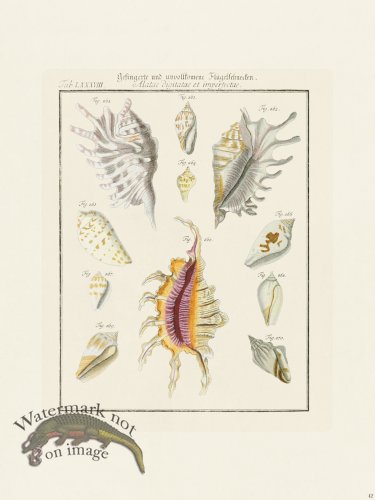 (image for) Martini Shells 042