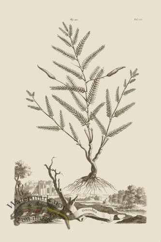 (image for) Abraham Munting 142