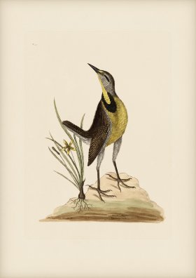 033 Large Lark