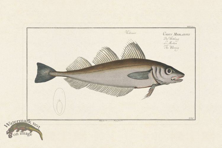 (image for) BLOCH FISH 065