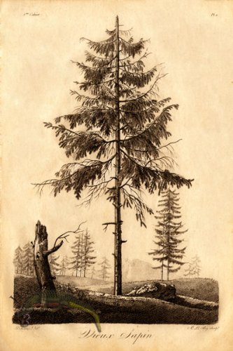 (image for) Defiennes Trees 14 S