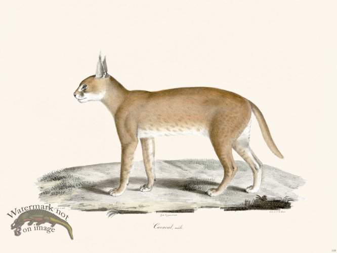 (image for) Cuvier 110 Male Caracal