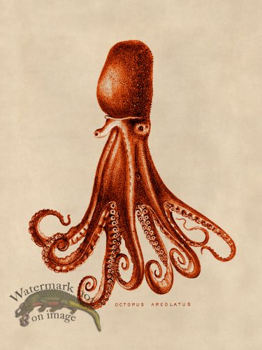 (image for) Octopus Orange 14