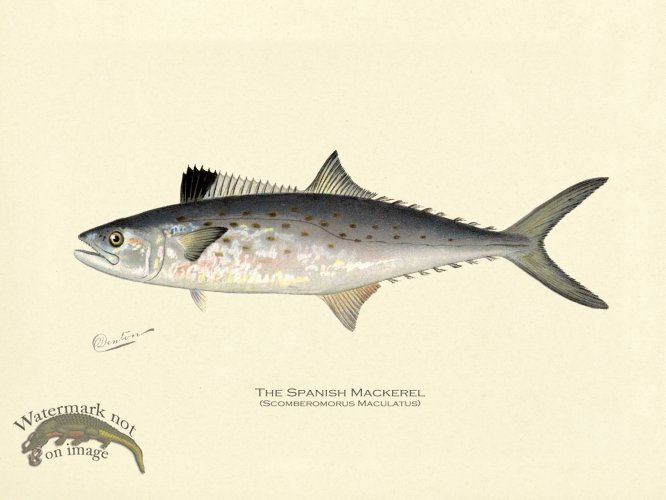 Mackerel - Spanish Mackerel