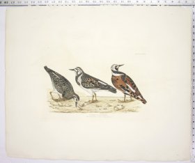 Common Turnstone - Male, Female & Young