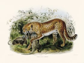 Elliot Cat 43 Cheeta