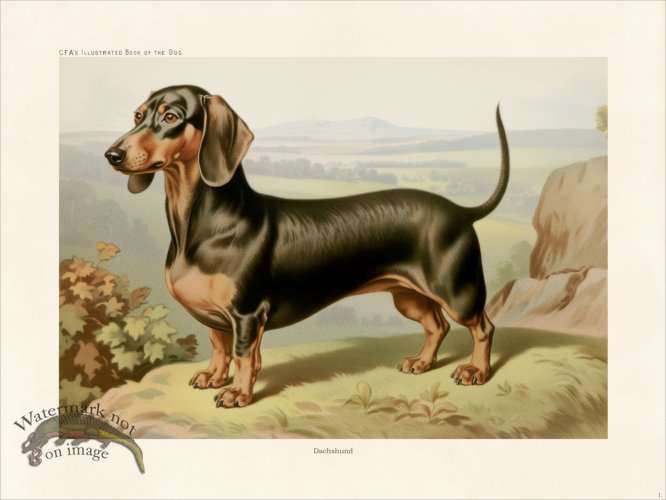 (image for) CFA Dog Dachshund 01
