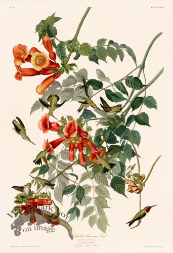 (image for) 047 Ruby throated Hummingbird