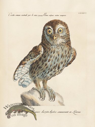 (image for) Manetti 086