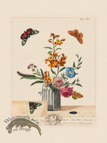 (image for) Moses Harris Insects 40