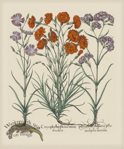 (image for) Besler 315 Colored B2