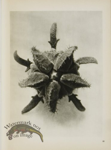 (image for) Blossfeldt T 099